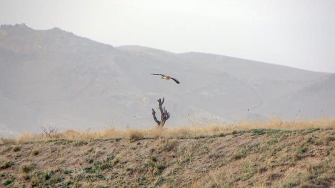 K Afrika?da geirip remek iin mart, nisan aylarnda Anadolu?ya gelen kk akbaba, Trkiye?de reyip Afrika?da klayan tek akbaba tr.