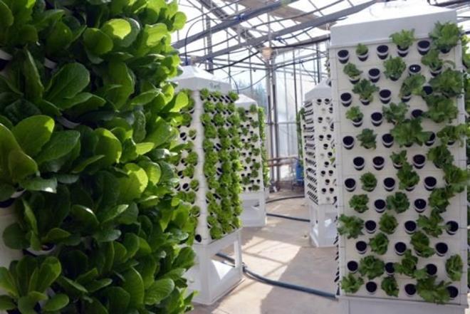 Topraksz tarmda bilim insanlarnn ok daha farkl trde bitki yetitirilmesi adna almalar devam ederken, daha az alanda daha ok rn yetitirmenin de yollar aranyor.Bu kapsamda KS'de yaplan almada dikey su kltr gerekletirildi.    Prof. Dr. Ersin rfan Aknc ile Teknokent'te bir irketin ortak almasyla yaplan sistemde her bir kulede 140 bitki yetitirilebiliyor ve bitkinin topraktan almas gereken besin maddeleri suda zdrlerek bitkilere veriliyor.