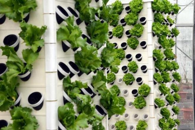 "13 KAT DAHA FAZLA BTK ELDE EDLEBLYOR"  Bitkilerin, kendilerini sabitleyip dik durabilmek ve gerekli besin maddeleri ile su iin topraa ihtiya duyduunu belirten Aknc, toprak faktrn su kltr ile yapabildiklerini syledi. Ayrca su ve besin maddelerini topraksz bir ortamda bitkiye verilebildii taktirde bitkileri her ortamda yetitirmenin mmkn olduunu ifade etti.