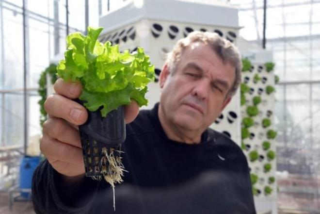 "TOPRAK VE SU KLTRNDEK BTKLERN BESLEYCLK BAKIMINDAN BR FARKI YOK"  KS Ziraat Fakltesi Bahe Bitkileri retim yesi Prof. Dr. Ersin rfan Aknc, yine de topran baz avantajlar olduunu ifade ederek, "Toprakl ortamda elbette etkileimler, toprak canllar, besin maddeleri, doall, herhangi bir bozuntuya uramamsa elbette ki bu sistemlere gre daha avantajl gzkyor. Ama toprakta o mineralleri, besin maddelerini ve suyu bu bitkilere verebildiiniz taktirde besleyicilik bakmndan hemen hemen aralarnda hi fark yok diyebiliriz. Ama topran kendi doal yapsn asla unutmamak lazm. O toprak iin bir avantajdr" diye konutu.