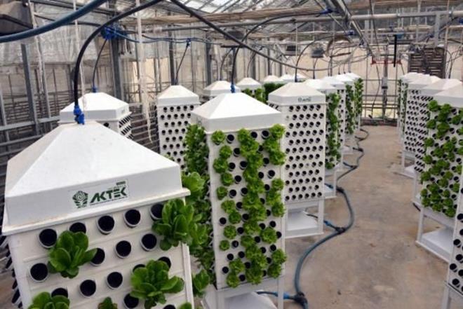 Aknc, yle devam etti:    "Su kltr de bunlardan birisi ve deiik ekillerde yaplyor su kltrleri. Yatay sistemlerde olabildii gibi dikey sistemlerde de gerekletirilebiliyor. Yatay sistemlerde bitkiler dz bir zeminde herhangi bir ortam kullanlarak, yani su kltr ortam kullanlarak, kasa ve plastik kvetler gibi malzemeler kullanlarak yaplabiliyor. Ama yatay kltrde yer bakmnda skntlar yaanabiliyor."