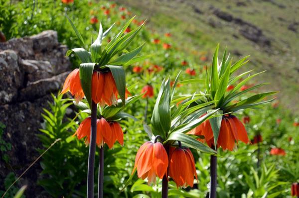 Deniz seviyesinden 1800 rakml sarp dada iek aan ters laleler birok fotoraf sanats ve doaseverin ilgi oda oldu.