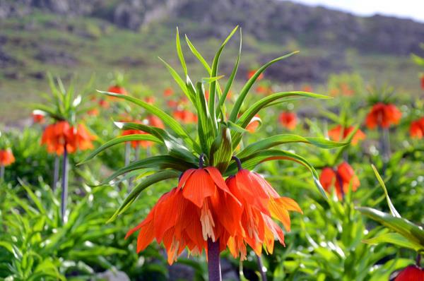 Ters laleleri grntleyebilmek iin zorlu tepeyi trmanan ziyaretiler, birbirinden gzel kareler kaydetti.
