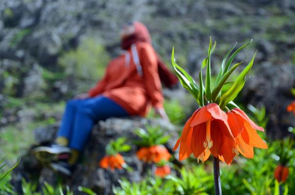 Mu?ta zorlu ve etin bir k mevsimini geride braktklarn anlatan Merve Kuzey, "Ters lalelerin amasn drt gzle bekliyorduk. ki saatlik bir da trmannn ardndan ters laleleri fotoraflayabildik. ektiklerimizi fotoraf arivimize ekledik. Bu iekler gerekten herkesin gelip grmesi gereken gzelliklere sahipler" dedi.
