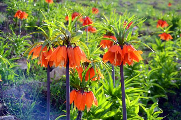 Zor ve etin geen k mevsiminin sona erdiinin habercisi olarak iek aan ters laleler, 15 gnlk mrleriyle grsel len sunuyor.