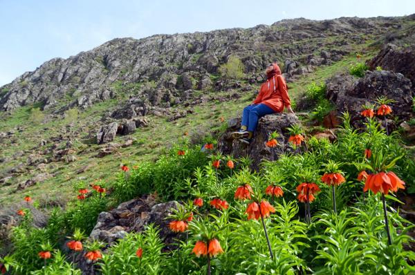 Ters laleleri fotoraflamak iin daclar gibi trmandklarn belirten Elif iek, "ok zorlu bir trman oldu ve yaklak 2 saat srd. Ama gerekten gelip grmeye deen ieklermi. Bu iekler, Trkiye?de Mu?ta ve birka yerde var. O yzden endemik bir tr ve sadece yln 15 gn iek ayor. Bu ieklerin gelip grlmesini tavsiye ederiz. Biz, ok gzel fotoraflar elde ettik. Renkleri ve durular gerekten ok gzel" diye konutu.