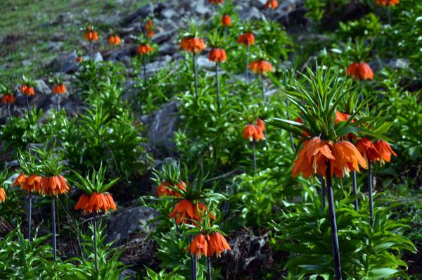 Koruma altnda olan ters laleler, zellikle yksek rakmlarda boy gstermeye balad.