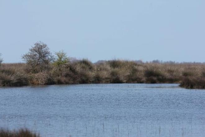 Prof. Dr. Uzun, "Doal sistem ierisinde kendini beslemesi ve yenilemesi gerekiyor. Biz beeri olarak buraya mdahale ettiimiz iin sediment yetersizlii nedeniyle delta halen klyor. Deltann klmesine neden olan bir dier faktr ise iklim deiikliine bal olarak deniz seviyesinin ykselmesidir. Yani iki tarafl bir durum sz konusudur. nlem alnmazsa delta klecektir. Biz insanlar tarafndan kalc mdahaleler edilmemesini tavsiye ediyoruz, ama bir taraftan da baraj ihtiyac nedeniyle yukarlara barajlar yapyoruz ve sedimentleri oralarda tutuyoruz. O zaman kar ve zararn iyi hesaplanmas gerekiyor? eklinde konutu.