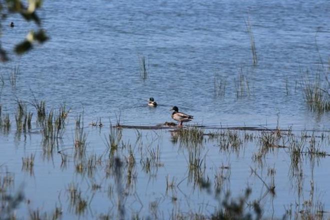 5 bin 174 hektarlk ksm Yaban Hayat Gelitirme Alan olan ve Uluslararas Ramsar Szlemesi kapsamnda koruma altnda bulunan deltada irili ufakl 20 gl ile byk bataklk ve sazlk alanlar yer alyor.