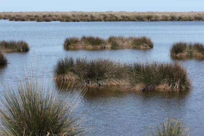 "Kzlrmak zerindeki barajlardan akarsuyun aa az ksmna yakn olan Altnkaya ve Derbent barajlar 1980?li yllarn ortasndan itibaren su tutmaya balad." diyen Uzun, Dolaysyla deltaya sediment gelmesi azald. Hirfanl Baraj ncesi Kzlrmak?n yllk ortalama sediment btesi 23 milyon ton civarndayd, bu baraj yapldktan sonra 18 milyon tonlara geriledi. En son yaplan barajlarla da 300 tona kadar indi. Bu ok dk bir deerdir ve deltann artk beslenemediini gstermektedir. Delta kylarn besleyen sedimentler gelmiyor ama akntlarla sediment kayb devam ediyor. Bu sebeple delta klyor, ok ciddi bir gerileme balad? diye konutu.