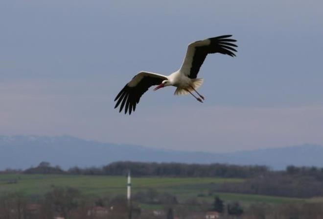 359 KU TR YAIYOR  Samsun'da, 359 ku trnn yaad, 56 bin hektarlk Kzlrmak Deltas Ku Cenneti'nin korunmas iin blge Temmuz 2018'de ara giriine kapatld.
