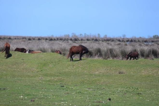 "NLEM ALINMAZSA DELTA KLECEK"  Deltadaki gerileme nedeniyle kyda mendirekler yapldn belirten Prof. Dr. Uzun, ?Akarsuyun getirdii yk biz kamyonlarla deltann kenarna getirmeye baladk. Sediment btesi u an ak veriyor; bunun durdurulmas iin nlem alnmas gerekiyor. te yandan buras bir doal miras alandr, burann korunmas gerekiyor." ifadelerini kulland.