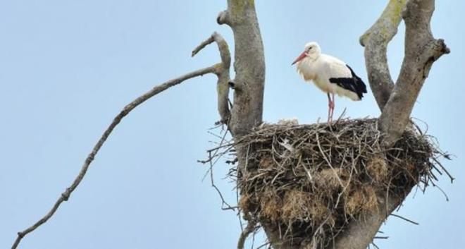 Kentin 19 Mays, Bafra ve Alaam ilelerinin snrlarnda yer alan 56 bin hektarlk alann, kylar besleyen akarsuyun getirdii sedimentlerin (kat madde) deltaya ulaamamas nedeniyle kld tespit edildi.