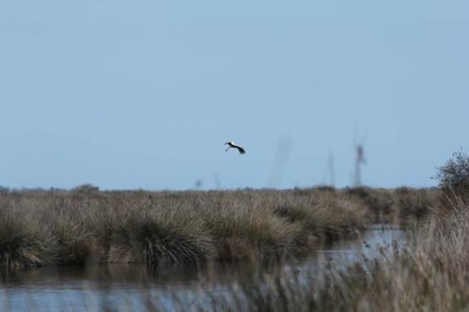 Trkiye'nin nemli sulak alanlarndan olan Samsun'daki Kzlrmak Deltas Ku Cenneti alarm vermeye balad.