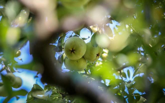 Beraber saklanabilen meyve ve sebzeler ise unlar: