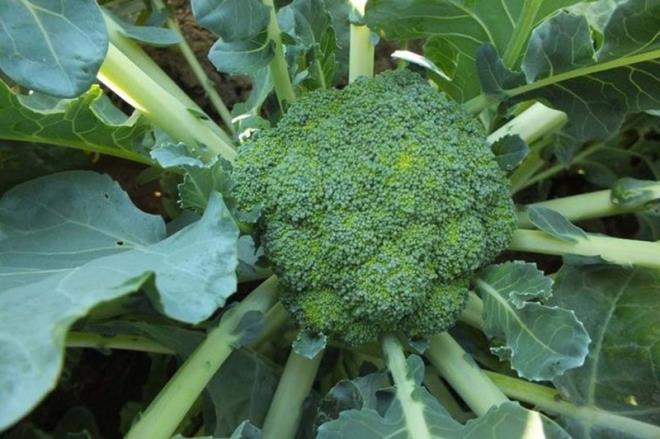 Salatalk, biber, karnabahar ve brokoliyi buzdolabnda birlikte saklamak onlara zarar vermeyecektir.