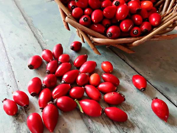 Cildi Yalanmaya Bal Etkilerden Korur<br>  Vcut proteinlerinin byk bir ksmn oluturan ve cildin yenilenmesinde, elastikiyetin oluturulmasnda, yaralarn iyiletirilmesinde kilit rol oynayan protein kolajendir. Kuburnu bitkisinde ok yksek oranda bulunan C vitamini, kolajen retimini uyarr. Bu sayede cildin gnein zararl UV nlarndan korunmas, daha sk ve gen bir grnme kavumas, krklk ve ince izgi oluumunun geciktirilmesi gibi olumlu etkiler salar. Ayn zamanda kuburnu bitkisinde bulunan ve bir karotenoid tr olan astaksantin, kolajenin paralanmasn nleyerek yalanmaya bal cilt sorunlarnn nne geilmesine yardmc olur. Dier karotenoidler ve zellikle A vitamini ve likopen asndan da zengin bir meyve olan kuburnunun dzenli tketimi cildi zararl d etkenlerden koruma konusunda olduka etkilidir.