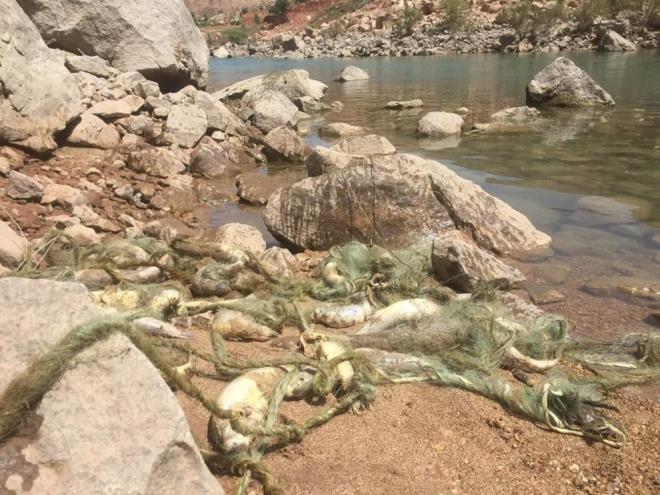 Siirt?te kimlii belirsiz kiilerce hazrlanarak suya braklan alar sonucu ok sayda balk telef oldu.