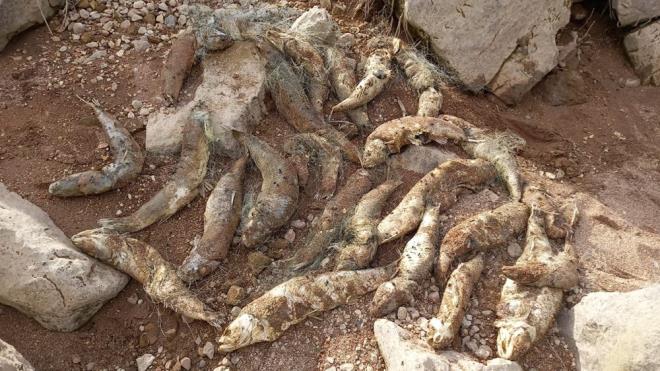 Kent merkezine 10 kilometre uzaklkta bulunan Botan ayna, kaak avclar tarafndan braklan alar yznden ok sayda baln telef olduunu belirten doaseverlerden Murat elik, duruma tepki gsterdi.