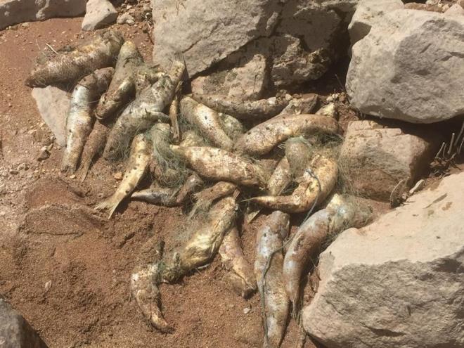 elik, "Doada gezerken birok baln alara dolanarak karaya vurup ldn grdk. Bunu yapanlarn bulunarak cezalandrlmasn istiyoruz" dedi.