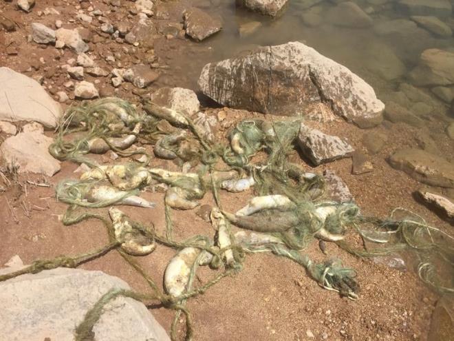 te balklardan arda kalan fotoraflar...