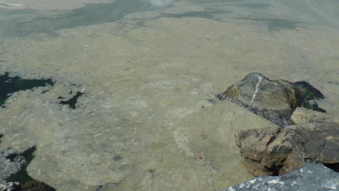 Marmara Denizi?nde son aylarda sk sk grlmeye balanan deniz salyas, kartal ve Pendik Sahili boyunca uzand.