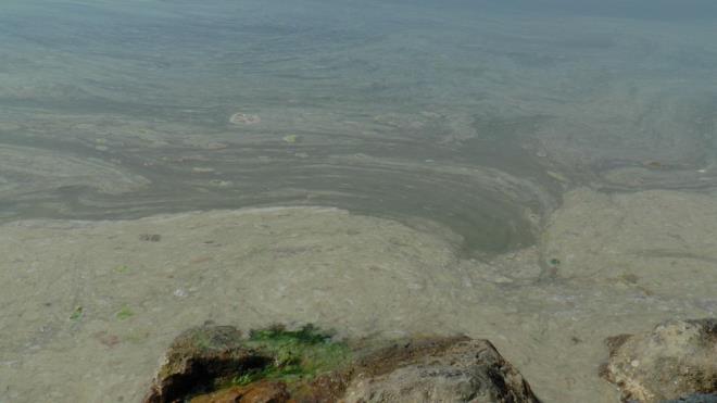 Sahili boydan boya saran deniz salyalar havadan grntlendi.