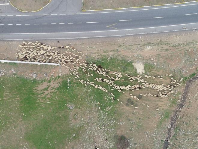 "Hayvanlar serin yerlere gtryoruz. Yoksa scaktan lrler. Yerdeki yeillik bitti mi koyunlar lr. Onun iin yer deitirmemiz gerekiyor." diyen Elban, sabah saatlerinde st saarak balayan mesailerinin gn boyu srdn belirtti.