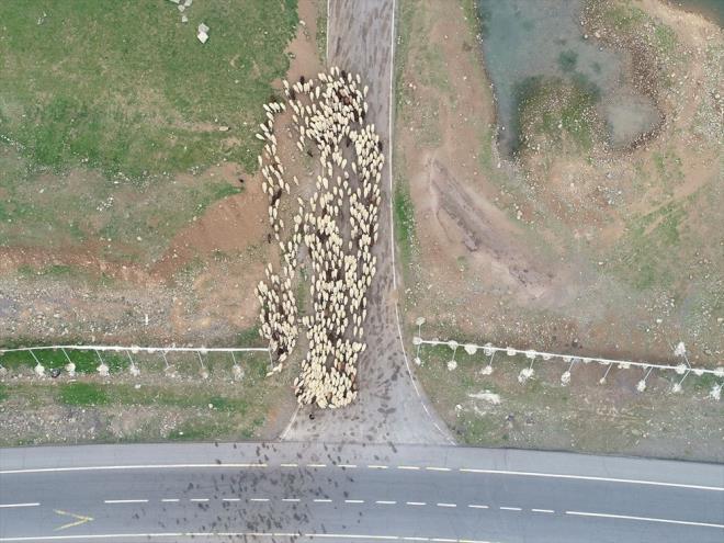 lkbaharda havalarn snmasyla i younluklar artan besiciler hayvanlarn meraya karyor, bakmlarn yapyor, st sayor, peynir hazrlyor.