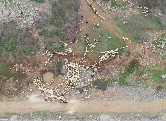 Mahmut Kaya da kn Elaz'da ahrda besledikleri hayvanlar ilkbaharda Bingl ve Erzurum'a gtrmek iin yola ktklarn aktard.