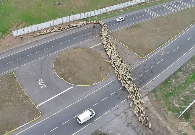 Elaz'dan ktktan sonra Bingl'de mola veren gerler, hayvanlarn Erzurum'daki yaylalara gtrmek iin yaklak 50 gn yol yryecek.