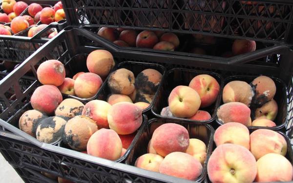 en, fiyat farklarn yle anlatt: Halde dolma biber 2,5-3 TL aras ama bir marketten aldmz zaman fiyat 9,95 TL, baka bir markette 12,90 TL, yani yzde 450?ye varan fiyat fark sz konusu. Ky biberi 2 TL, market fiyat 10,90 TL, fiyat fark yzde 500; sivri biber hal fiyat 1,50 TL...