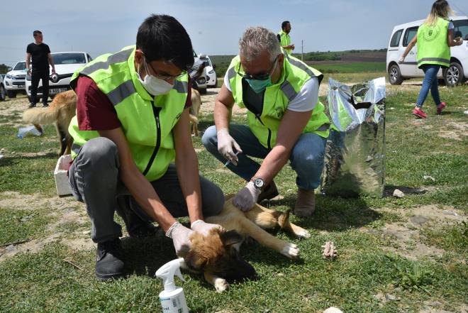 Bykehir Belediyesi Veteriner leri ube Mdr vekili Grhan Alptekin de gnlllerin katlmyla hem besleme faaliyeti yaptklarn hem de hayvanlarn i d parazit ilalamalarn yaptklarn syledi.