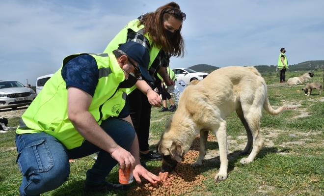Uzun sredir bireysel olarak ailesiyle birlikte krsal kesimdeki hayvanlar beslemeye altklarn belirten hayvansever lknur alkan, ?Neticede hayvanlar aciz varlklar. ?Am, hastaym? diyemiyorlar. zellikle pandemi dneminde de hayvanlar yiyecek bulmakta ok zorlanyor. Bykehir Belediyemizin nclndeki besleme etkinliklerine katlyoruz. Bylelikle karnlar doyuyor, onlar mutlu olunca biz de mutlu oluruz? dedi.