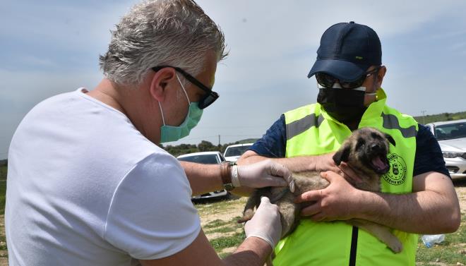 Sokaa terk edilen hayvanlarn saysnn her geen gn arttn belirten Trkiye Hayvanlar Koruma Dernei yesi Filiz Ayhan ise, ?O kadar ok terk edilen hayvan var ki ne bykehir ne dier belediyeler yetiebilir. Herkesin birlikte ortak almas gerekir. Ben zellikle mama destekleri ve besleme faaliyetleri noktasnda Bykehir Belediyemize teekkr ediyorum? diye konutu.