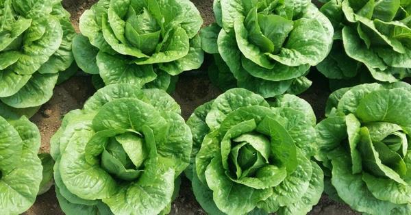 Marul: Marulda ortalama olarak yzde 95 orannda su bulunur. Bu bakmdan yazn marul tketmek, vcudun su kaybn nemli lde engeller. C vitamini asndan da ok zengin olan marulun ak yeil renkte olan daha fazla su ierir.