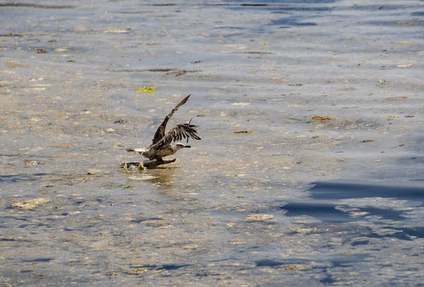Yolculardan Sait Sancak da durumun Marmara Denizi'ndeki bir doa olay olduunu belirterek, "Ben 15 senedir Bykada ve Heybeliada'ya gider gelirim, byle bir durumla karlamadm. Yani 15 senedir doa bunu hi retmiyor muydu? imdiye kadar belediyenin bunu temizleyecek ekipman, malzemesi yok mu ki bu rezillii biz grmek, koklamak zorundayz? Kesinlikle pis bir durum. Belediyenin buna bir mdahale etmesi lazm" ifadelerini kulland.
