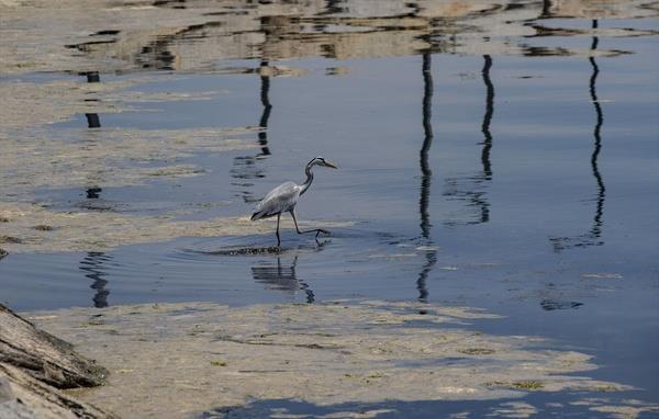 Salyalarn oluturduu kirlilik ve koku evre sakinlerini rahatsz ederken; dalglarn faaliyetleri ve su alt avcl da bu durumdan olumsuz etkilenmeye balad.