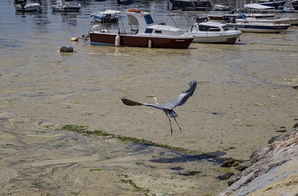 Yenilmez, bunun her sene olduunu anlatarak, "Bu sene biraz fazla olmu. Fazla olduu iin buna bir nlem almalar lazm. Bir gelen giden yok buraya, biraz skntl yani. Temizlenmesi gerektiini dnyorum. Grnt kt. Herkes de soruyor. Yolcular, vatandalar... Srekli bilgi almak istiyorlar bizden" deerlendirmesini yapt.