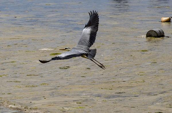 Gemi personeli Burak Yenilmez de Bostanc skelesi'ndeki grntnn rahatsz edici olduunu, bu durumun giderilmesi iin daha fazla nlem alnmas gerektiini syledi.