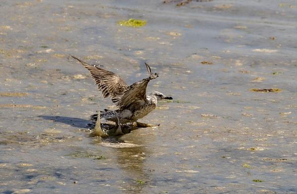 BB'den aklama  <br>  stanbul Bykehir Belediyesinden (BB) yaplan aklamada ise msilajn alglerin ar remesi sonucunda gerekleen mevsimsel biyolojik sre olduu belirtildi.
