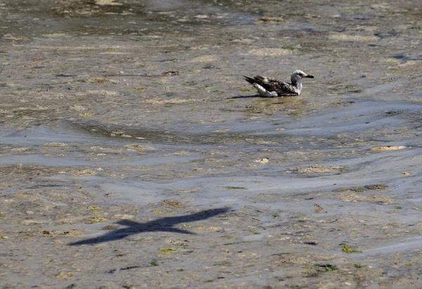 Marmara Denizi gibi kapal yerlerde msilajn daha kolay meydana gelebildii aktarlan aklamada, "Aknt sistemleri, scaklk, tuz oran gibi birok ayr koul deniz salyas oluumunda etkili olabilmektedir. Msilaj olay ok uzun srmeyecek bir doa olay olup en fazla 1-2 ay ierisinde deniz suyunun tamamen snmas ve mevsim scaklnn normal deerlere ulamas ile ortadan kalkabilecek bir sretir" denildi.