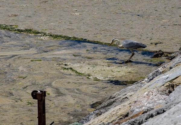 Deniz salyasnn orta suda para para olduuna dikkati eken Kara, "Zemin tamamen salyaya brnm. Deniz atlar, yengeler, kk balklar, kum zerinde yaayan canllarn solungalar tkand iin lyorlar. Buna acil zm bulunmas lazm" diye konutu.