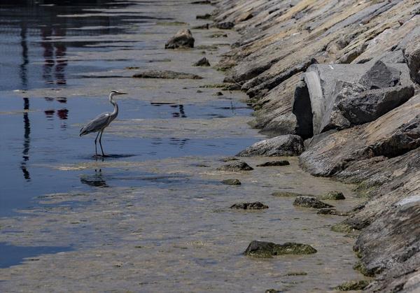 Yelkenkaya, dalglarn suyun dibinde gr salayamadn belirterek, "O yzden biz de avlanamyoruz. Avclmz yzde 60-70 orannda dt. Dalg arkadalarmz bu durumun deniz canllarn olumsuz ynde etkilediini ifade ediyor" dedi.