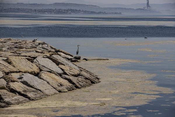 STANBUL'un birok kysnda beyaz bir tabaka halinde biriken salyalar, deniz tabannda ve aklarda da younlat.