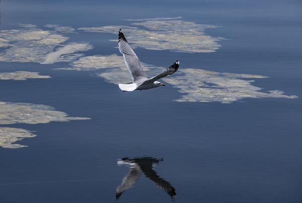 Profesyonel dalg Hakan Kara ise liman ve denizin yzeyinde grlen salyalarn deniz tabannda 10-15 kat daha fazla olduunu kaydetti.