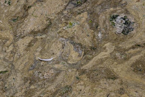 Aklamada; Deniz Hizmetleri Mdrl tarafndan deniz yzeyini kaplayan msilaj tabakasndan numuneler alnd kaydedilerek, "kan raporda numunelerin ieriinde hidrokarbon trevli atk olmad grlmekle birlikte yaanan bu srecin herhangi bir kirlilik olmad anlalmtr" deerlendirmesinde bulunuldu.