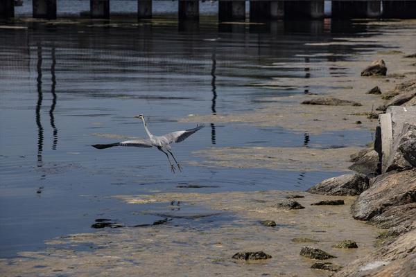 Profesyonel salyangoz avcl yapan Volkan Yelkenkaya, yapt aklamada, bu durumun kendilerini ok kt etkilediini syledi.