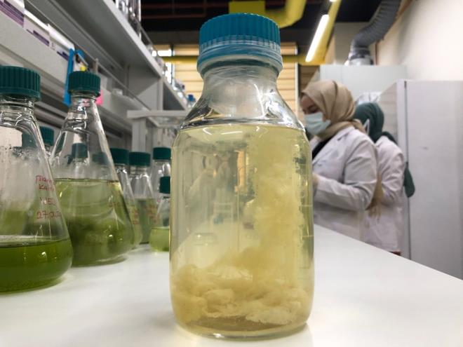 Prof. Dr. Ylmaz, aratrma grevlisi Kbra entrk ve doktora rencisi Vesile Esra Dkmcolu ile deniz salyasndan aldklar numuneleri mikrobiyolojik, toksikolojik ve kimyasal testleri yaparak, saf hale getirdi.