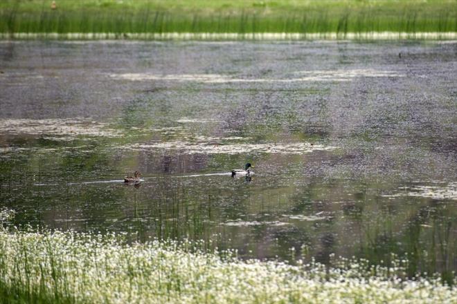 Fotoraf Malik Kaya da gln yeilin tonlaryla gz alc gzellikler sunduunu belirtti.    Glde eitli ku trlerinin yaadn aktaran Kaya, "Tunceli doal, tarihi ve kltrel gzellikleriyle ne kan bir ehir. Ben de yllardan beri bu kentin fotoraflarn ekerek hem lke hem de dnya apnda tantmaya alyorum. El dememi ve bakir bir doas bulunuyor. Belirli aralklarla doa gezileri dzenleyerek fotoraf ekimleri yapyoruz. Slkl Gl'n manzaras da ok gzeldi ve doyasya fotoraf ektim" diye konutu.